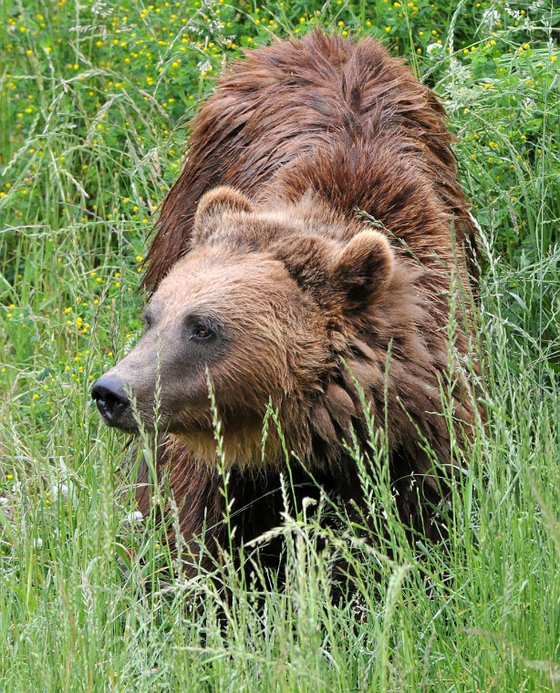 DSA_9983_DxO_crop.jpg - Foto Richard de Stoutz, CH-3600 Thun