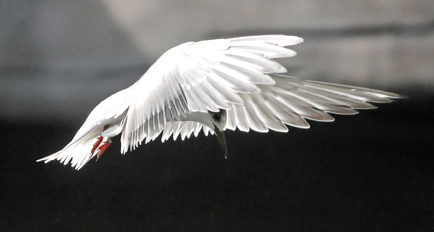 DSC_2319_dxo_crop_korr.jpg - (c) Photo Richard de Stoutz