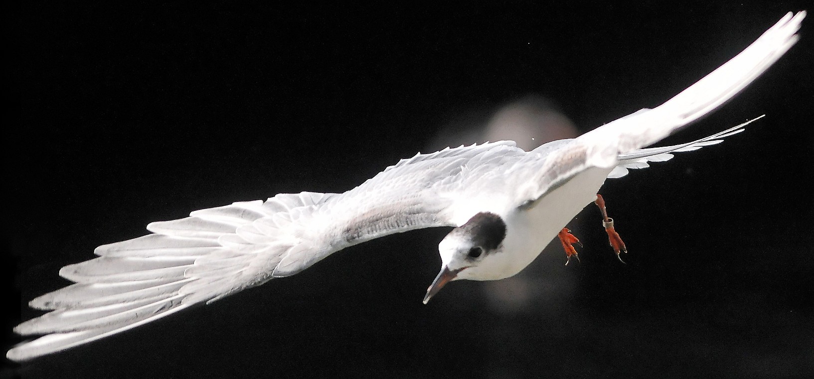 DSC_2413_dxo_crop.jpg - (c) Photo Richard de Stoutz