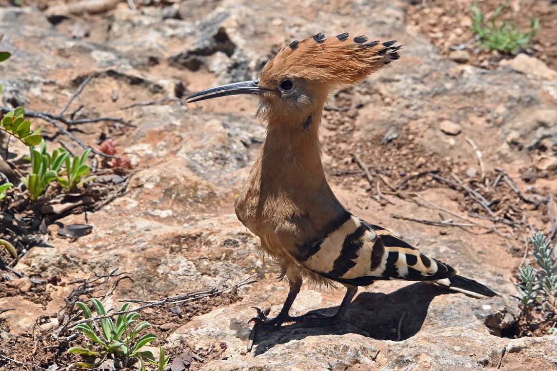 2022-05-08_14-36-53_Z6B_6868_crop1.jpg